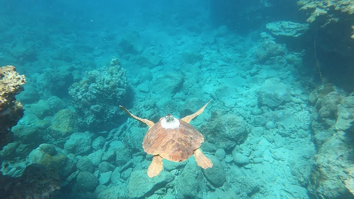 L’île de la Réunion : un joyau de l’océan Indien