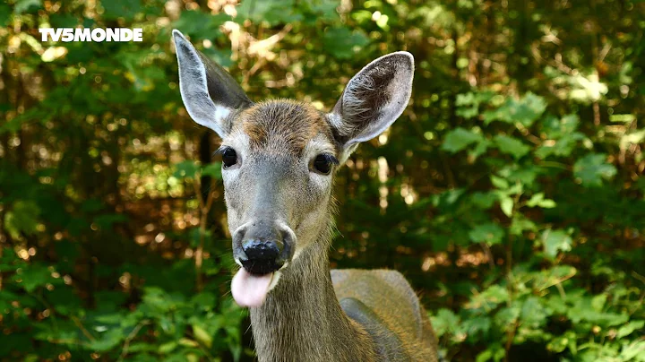 Les Laurentides : une immersion au cœur du Québec