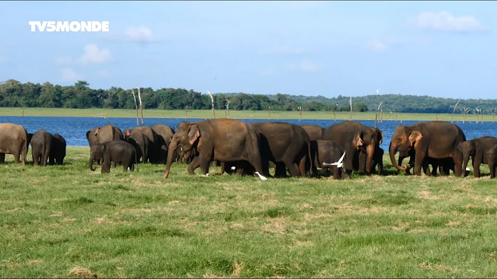 Voyage au Sri Lanka : une immersion dans l’océan Indien