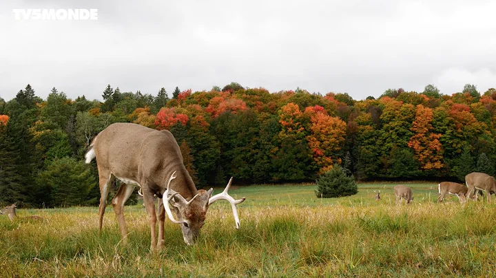 Abitibi-Témiscamingue : une région où la nature et la tradition se rencontrent